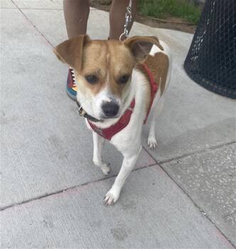 Mixed Breed Dogs Available for Adoption in Dallas, Texas - TOD | PetCurious