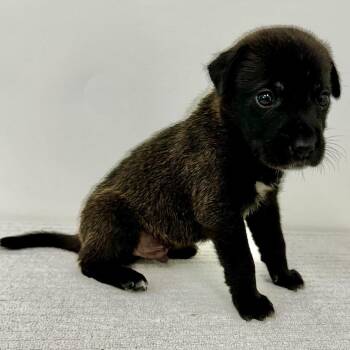 Gunther -  Mixed Breed Dog for Adoption in Warrensburg, Missouri - Gunther | PetCurious
