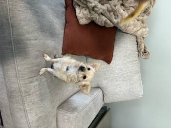 Rescue Chihuahua and Poodle Dogs for Adoption in Tustin, California - Leo Is Available For Adoption | PetCurious