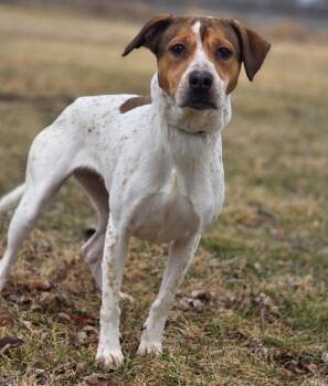 Redbone Coonhound and Cattle Dog Dogs Available for Adoption - Kaya | PetCurious