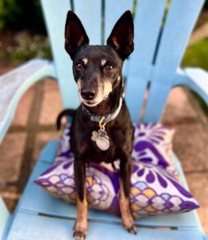 Lola (CA) -  Rat Terrier Dog for Adoption in Atlanta, Georgia - Lola (CA) | PetCurious
