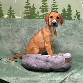 Sombrero -  Doberman Pinscher Dog for Adoption in Logan, Utah - Sombrero | PetCurious