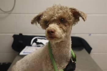 MILO -  Mixed Breed Dog for Adoption in Columbia, South Carolina - MILO | PetCurious