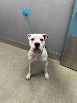 Pit Bull Terrier Dogs Available for Adoption - SNOWMAN | PetCurious