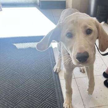 K.K. Slider -  Mixed Breed Dog for Adoption in Davenport, Iowa - K.K. Slider | PetCurious