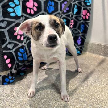 IVHS-Stray-141539 -  Parson Russell Terrier Dog for Adoption in San Gabriel, California - IVHS-Stray-141539 | PetCurious