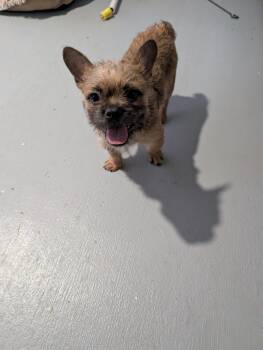 Bruno -  French Bulldog and Yorkshire Terrier Dog for Adoption in Severance, Colorado - Bruno | PetCurious