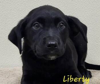 Liberty -  Mixed Breed Dog for Adoption in Groveland, Massachusetts - Liberty | PetCurious