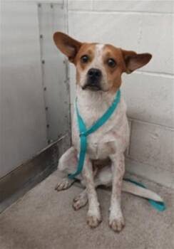 Australian Cattle Dog Blue Heeler and Mixed Breed Dogs Available for Adoption - ALDEN | PetCurious