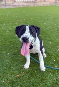 Mixed Breed Dogs Available for Adoption in Daytona Beach, Florida - Lanie - 3 | PetCurious