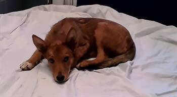 Boba -  Mixed Breed Dog for Adoption in Nashville, Tennessee - Boba | PetCurious