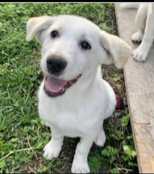 Labrador Retriever Dogs Available for Adoption - Toshi | PetCurious