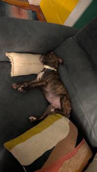 Argos -  Terrier Dog for Adoption - Argos | PetCurious