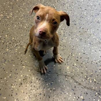 TUSC-Stray-84855 -  Pit Bull Terrier and Mixed Breed Dog for Adoption in Tuscaloosa, Alabama - TUSC-Stray-84855 | PetCurious