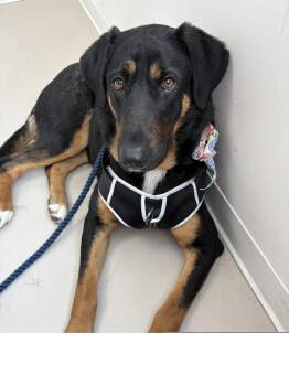 German Shepherd Dog Dogs Available for Adoption in Roseville, California - Scarlet | PetCurious