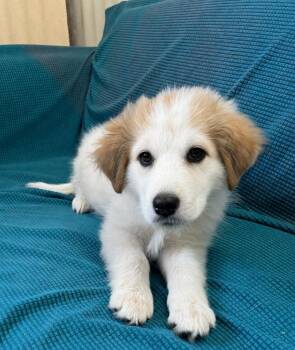 Louise -  Anatolian Shepherd Dog for Adoption in Luling, Texas - Louise | PetCurious