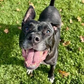 Rescue Mixed Breed Dogs for Adoption in Roseburg, Oregon - Cherry | PetCurious