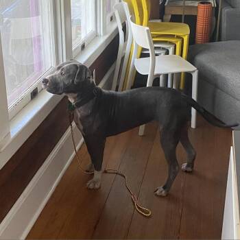 Pit Bull Terrier Dogs Available for Adoption - Edna | PetCurious