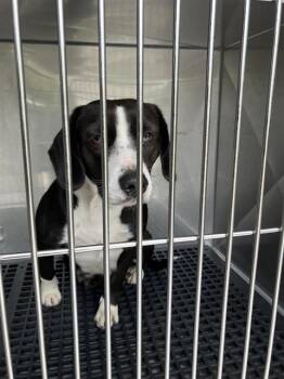 Mixed Breed Dogs Available for Adoption in Dallas, Texas - LILO | PetCurious