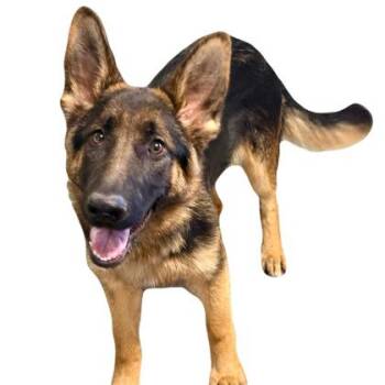 German Shepherd Dog Dogs Available for Adoption in Red Bluff, California - Ingrid | PetCurious