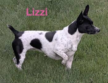 Lizzi -  Terrier Dog for Adoption in Topeka, Kansas - Lizzi | PetCurious