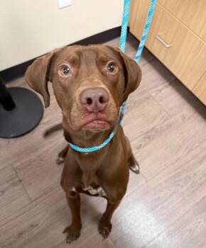 Labrador Retriever and Vizsla Dogs Available for Adoption - Axel | PetCurious