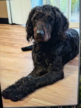 Rescue Labrador Retriever and Poodle Dogs for Adoption in Battle Ground, Washington - Buddy Boy | PetCurious