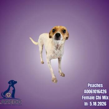 Jill -  Chihuahua and None Dog for Adoption in Bedford Park, Illinois - Jill | PetCurious