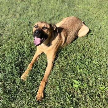 Leon Kennedy -  Hound and Pit Bull Terrier Dog for Adoption in Fort Wayne, Indiana - Leon Kennedy | PetCurious