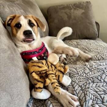 Rescue Foxhound and Saint Bernard Dogs for Adoption in Shakopee, Minnesota - Maggie | PetCurious