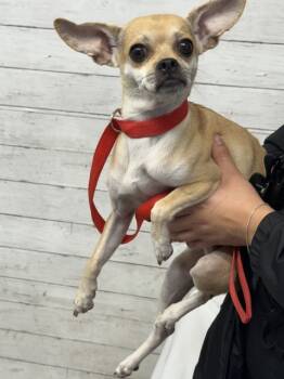 Rescue Chihuahua and Mixed Breed Dogs for Adoption in San Bernardino, California - JAM | PetCurious
