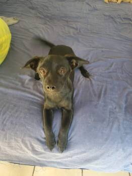 Rescue Chihuahua and Miniature Pinscher Dogs for Adoption in Sherwood, Oregon - Tony | PetCurious