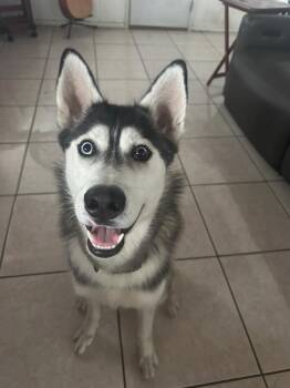 Jackson -  Siberian Husky Dog for Adoption in Burbank, California - Jackson | PetCurious