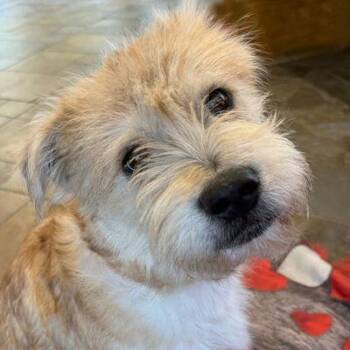Terrier Dogs Available for Adoption - Beau | PetCurious