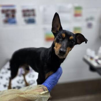 Nermal -  Miniature Pinscher and Manchester Terrier Dog for Adoption in Incline Village, Nevada - Nermal | PetCurious