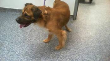 STONEY -  Mixed Breed Dog for Adoption in Charlotte, North Carolina - STONEY | PetCurious