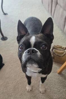 Boston Terrier Dogs Available for Adoption - Dixie In CO | PetCurious
