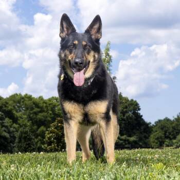 Dovah -  German Shepherd Dog Dog for Adoption in Franklin, Tennessee - Dovah | PetCurious