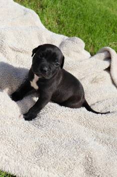 Duncan - The Sweetest Treat in the Litter! -  American Staffordshire Terrier and Labrador Retriever Dog for Adoption in Atlanta, Georgia - Duncan - The Sweetest Treat In The Litter! | PetCurious
