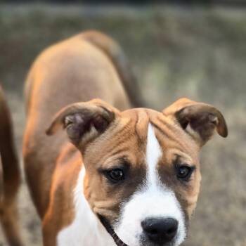 Stacey -  Pit Bull Terrier Dog for Adoption in Sheridan, Arkansas - Stacey | PetCurious