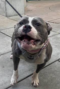 SYLVIE -  American Bulldog Dog for Adoption in San Jose, California - SYLVIE | PetCurious