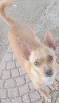 Rescue Chihuahua Dogs for Adoption in Seal Beach, California - Karma | PetCurious