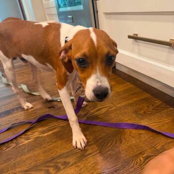 Boomer -  Beagle and Mixed Breed Dog for Adoption in Campton Hills, Illinois - Boomer | PetCurious