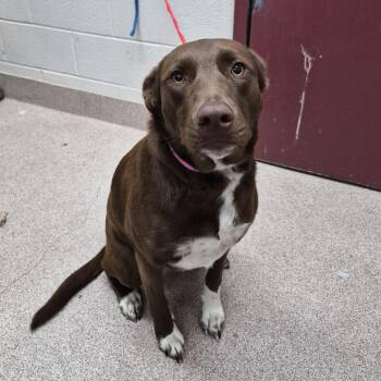 Chocolate Labrador Retriever Dogs Available for Adoption - Static | PetCurious