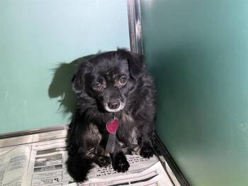 BANDIT -  Chihuahua Dog for Adoption in San Antonio, Texas - BANDIT | PetCurious