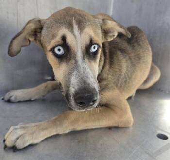 A431746 -  Siberian Husky and Mixed Breed Dog for Adoption in Conroe, Texas - A431746 | PetCurious