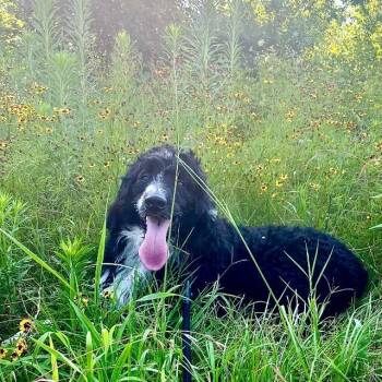 Moose -  Bernese Mountain Dog Dog Available for Adoption in Fayetteville, Arkansas - Moose | PetCurious