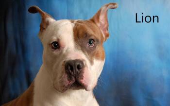 Lion -  Boxer and Pit Bull Terrier Dog for Adoption in Mount Vernon, Ohio - Lion | PetCurious