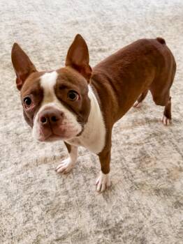 Brandi -  Boston Terrier Dog for Adoption in Pass Christian, Mississippi - Brandi | PetCurious