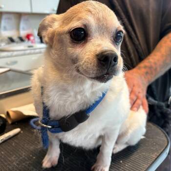 Peanut Butter -  Mixed Breed Dog for Adoption in Huntington, West Virginia - Peanut Butter | PetCurious